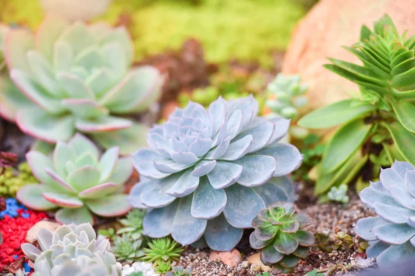Planta suculenta varios tipos hermoso crecimiento en el jardín —  Fotos de Stock