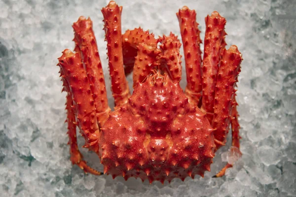 Alaskan King Crab on ice background top view - red crab hokkaido