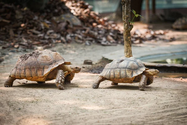 Tortuga espoleada africana / Acercamiento de la tortuga caminando — Foto de Stock