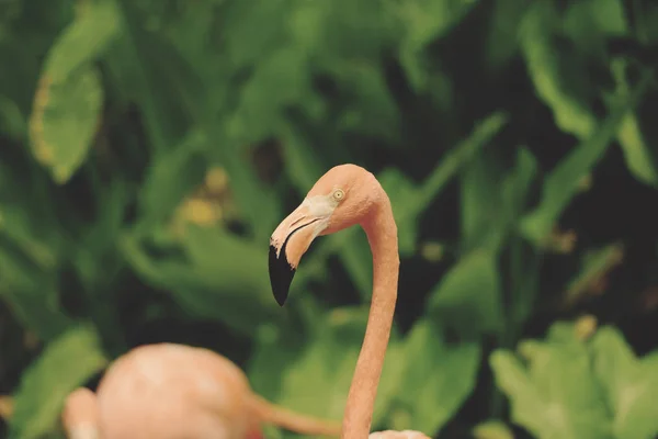 Orange flamant sur fond de plante tropicale verte nature - Cari — Photo