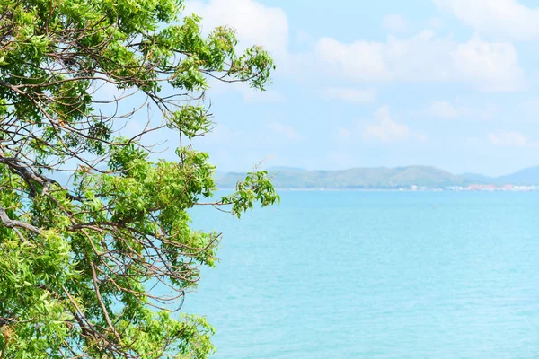 Tree with tropical beach sea Vacation holidays on the summer — Stock Photo, Image