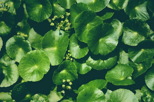 Centella asiatica deja verde naturaleza hoja hierba medicinal en el g — Foto de Stock