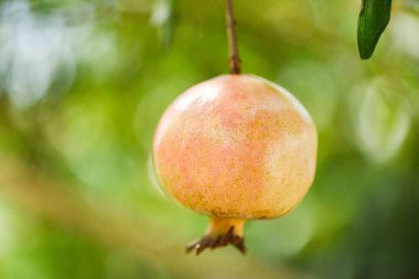 yeşil doğa ile ağaç üzerinde nar meyve yaz g bulanık