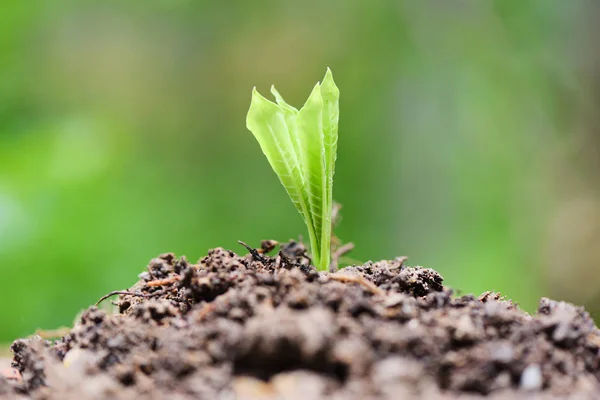Unga växters tillväxt på neutral grön bakgrund-jordbruk ny — Stockfoto
