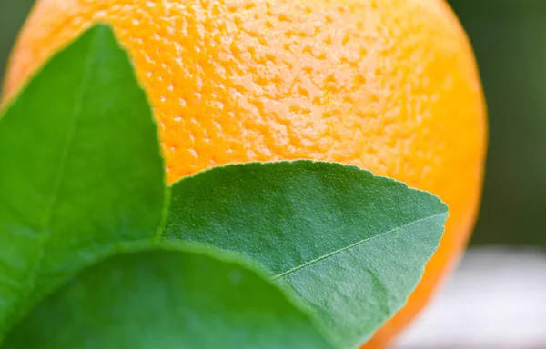 Färsk apelsin frukt och gröna blad — Stockfoto