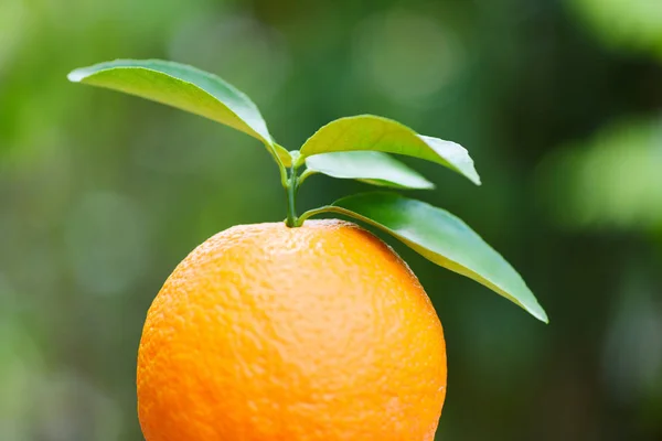 Fruta naranja sobre fondo verde natural en verano - Naranja fresco —  Fotos de Stock