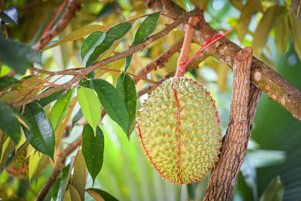 Durian fruta en el árbol de durian en el jardín huerto día de verano — Foto de Stock