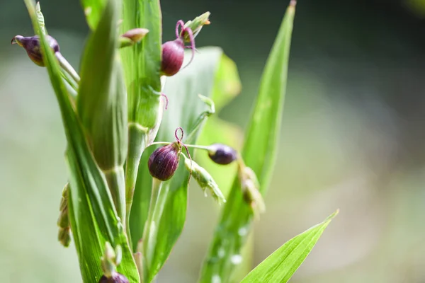 Job 's tränensamen auf der baumpflanze coix lachryma jobi - chinesisch — Stockfoto