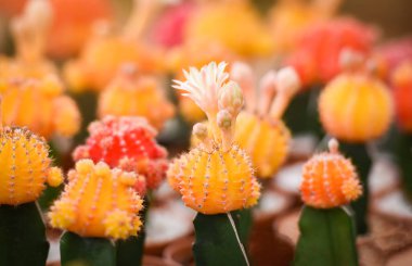 Gymnocalycium kaktüs/renkli kırmızı ve sarı çiçekler kaktüs