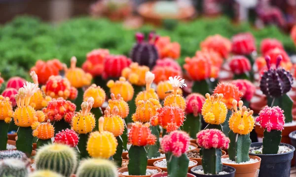 Gymnocalycium Kaktus / bunte rote und gelbe Blüten Kaktus sein — Stockfoto