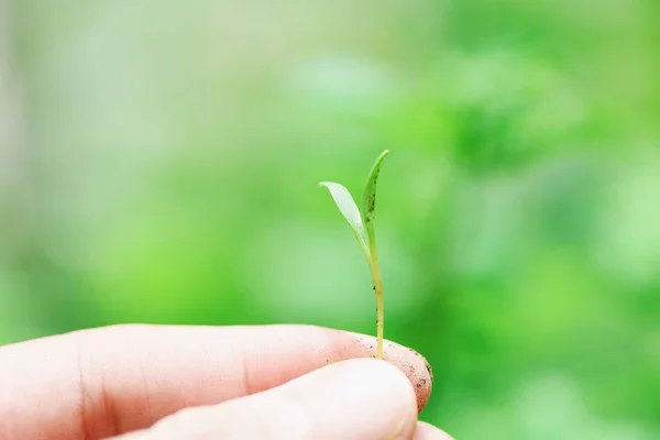 Sostenimiento manual del crecimiento joven de la planta en la espalda verde neutra — Foto de Stock