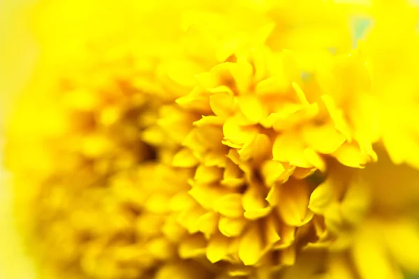Закрыть желтый цветок на природу - макрос из лепестков текстуры мариг — стоковое фото
