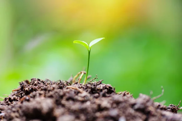 Crecimiento joven de la planta en verde neutro con luz por la mañana  - — Foto de Stock