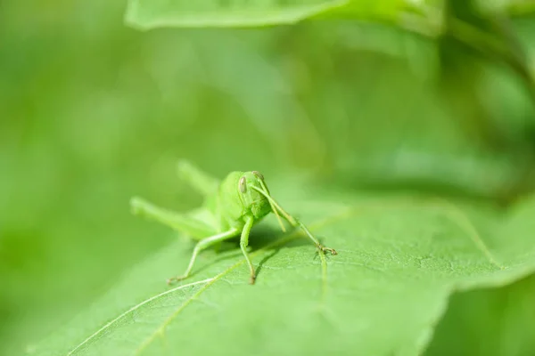 Wiese Grashoppe - grüne Grashoppe auf Blatt in der Natur Makro — Stockfoto