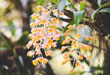 Vahşi orkideler çiçek beyaz ve sarı doğada güzel yeşil...
