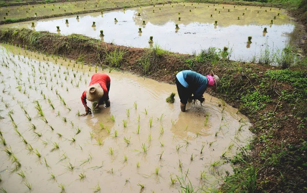 Фермерські посадки на органічні рисові ферми / посадковий ріс — стокове фото