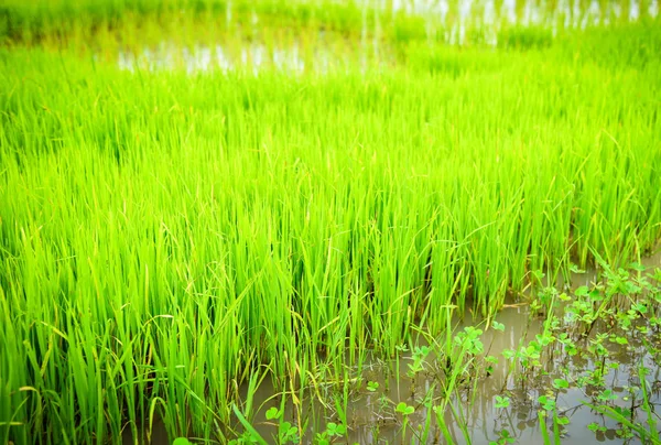 Reispflanzen in der Regenzeit in der asiatischen Landwirtschaft / der Farmer pla — Stockfoto