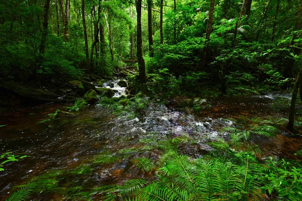 Floresta tropical selva com rocha e verde mos e samambaias lea tropical — Fotografia de Stock