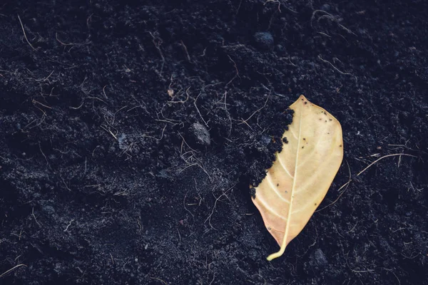 Žluté listy na půdním pozadí - Suchý list na zemi — Stock fotografie