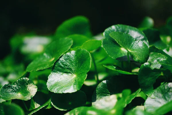 Centella asiatica deja verde naturaleza hoja hierba medicinal en el g — Foto de Stock