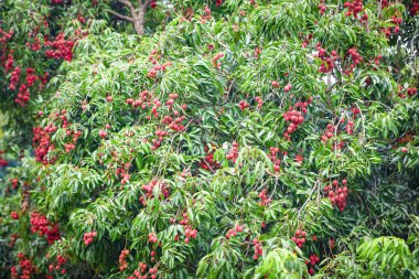 Lychee ağaç bahçe taze olgun lychee meyve dayan 