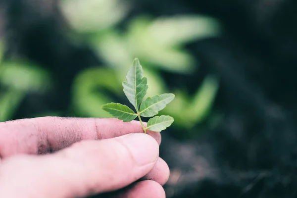 Pflanze in der Hand zum Pflanzen im Garten - Arbeiten im Garten — Stockfoto