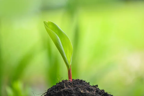 Crescimento de plantas jovens em fundo verde neutro - Agricultura nova — Fotografia de Stock