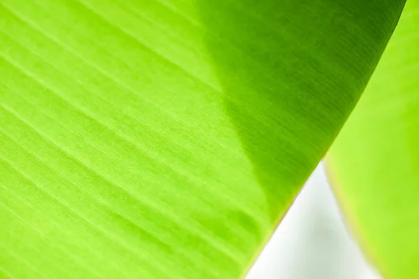 Hoja de plátano - Las hojas verdes del plátano Abstenerse texturizado —  Fotos de Stock