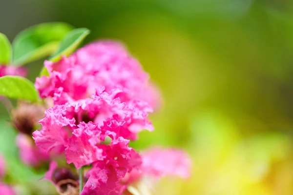 Fiore rosa fiore nel giardino estivo natura verde — Foto Stock