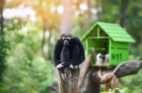 Gibbon negro sentado en el bosque de árboles en el parque nacional - Hylob —  Fotos de Stock