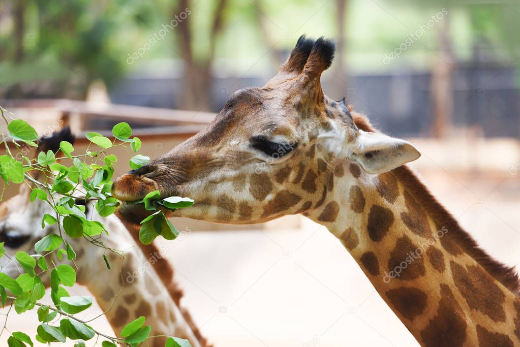 Giraffe eating leaves - Close up of a giraffe africa in the nati
