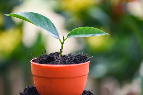 Crescente planta plantando flores em vaso com solo na natureza verde — Fotografia de Stock