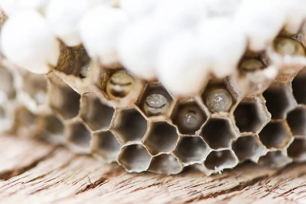 Wasp nest or hornet nest with larva on wooden background , close — Stock Photo, Image