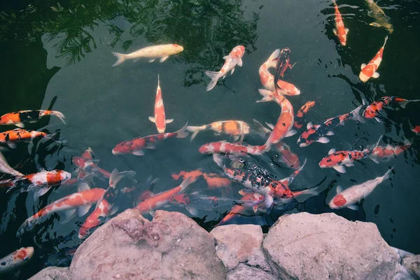 Bunte Phantasie-Koi-Fische auf dem Oberflächenwasser / schöne Fische — Stockfoto