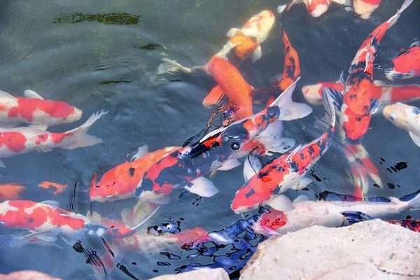 Bunte Phantasie-Koi-Fische auf dem Oberflächenwasser / schöne Fische — Stockfoto