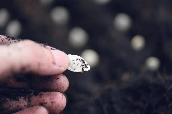 Hand plant Pompoenzaad op bodem in de moestuin Agric — Stockfoto