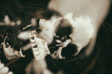 Zemin toprak arka plan üzerinde Kafatası - korkunç grunge insan kafatası vinta