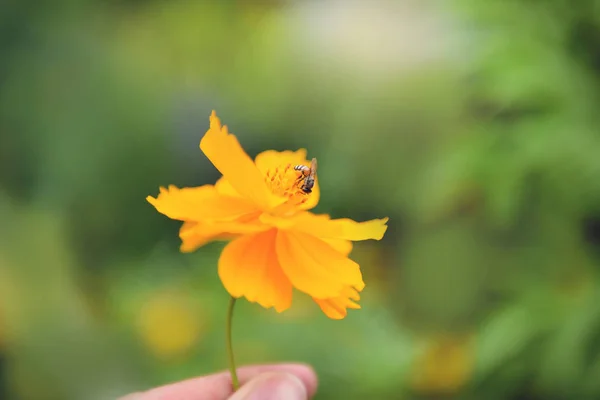 Fleur jaune à la main avec abeille sur pollen fleur de souci dans le — Photo