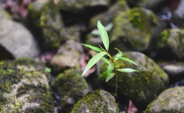 Kleine planten boom groeit op de rots steen in de buurt van de rivier de beek — Stockfoto
