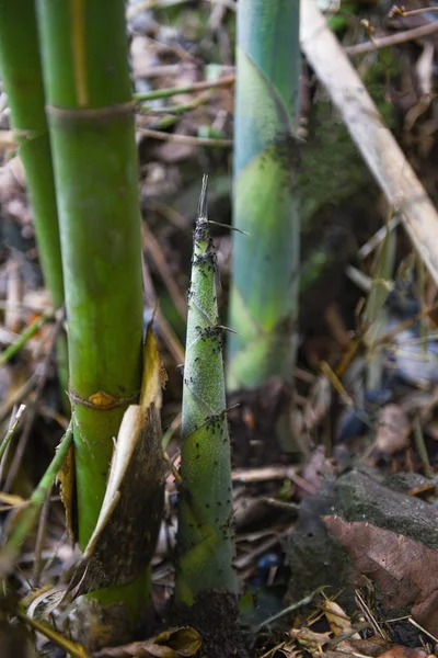 Bamboe shoot groeit op de grond in het bamboe bos — Stockfoto