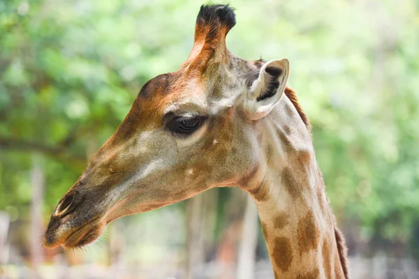 Giraffe in de voorkant en grappig op de natuur groene boom achtergrond in th — Stockfoto