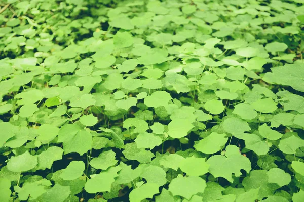 Natuurlijke groene bladeren patroon achtergrond Dark-Leaf beautiful in — Stockfoto