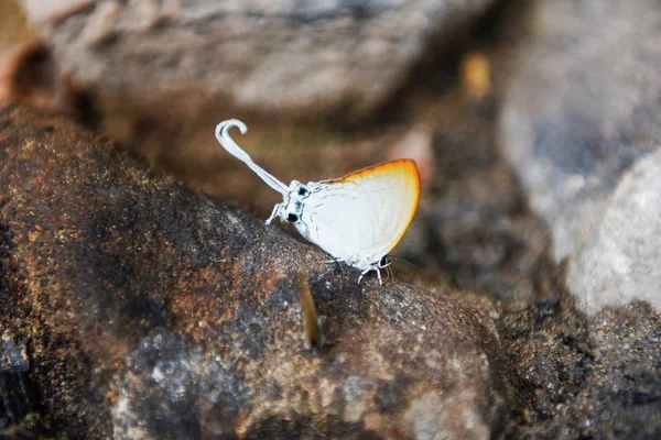 Довгий хвіст метелика - дивні комахи з білою метеликом Орою — стокове фото