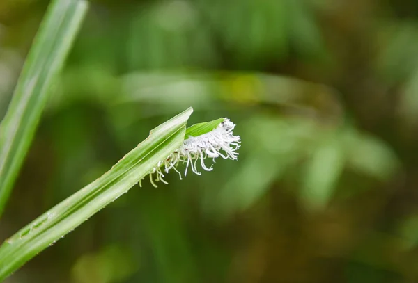 Weißes Insekt auf Blatt - seltsame Insekten seltenes weißes Fell im für — Stockfoto