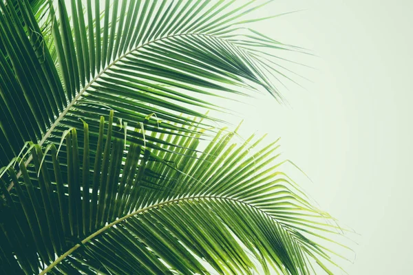 Hoja de palma verde fresca sobre hojas de plantas tropicales de cocoteros —  Fotos de Stock