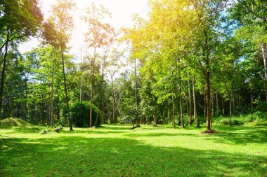 yeşil park güzel gündoğumu ağacı ağaç ile açık havada yaz aylarında
