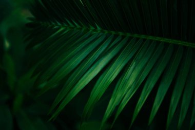 Plam koyu arka plan üzerinde doğal yeşil desen bırakır - Yaprak beau