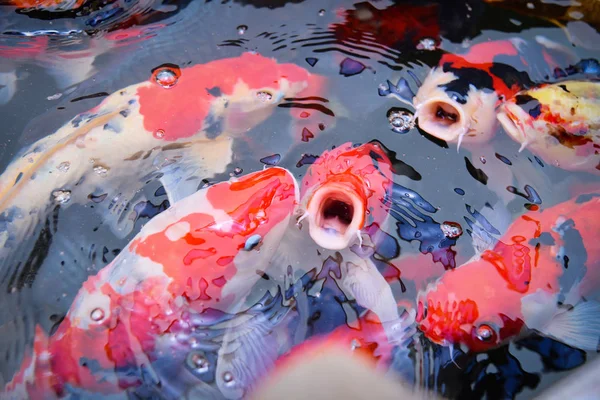 Ikan koi yang berwarna-warni di permukaan air ikan yang indah ca — Stok Foto