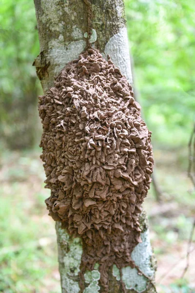 Φωλιά τερμίτες σε ένα δέντρο στο φυσικό δάσος — Φωτογραφία Αρχείου