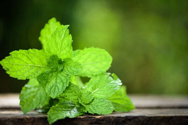 Hoja de menta - Hojas de menta fresca en una naturaleza de madera bac verde — Foto de Stock